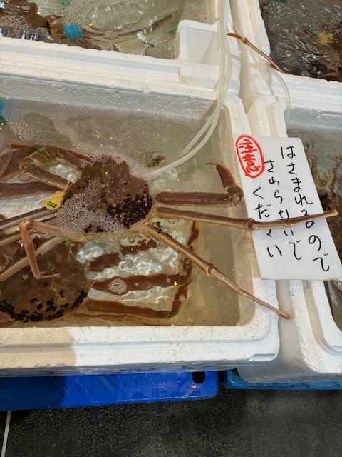 旬のお魚情報：おばまグリーザーズ